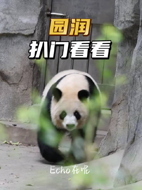 #大熊猫园润[超话]#  10.26润润扒门：会发窝头吗  ​​​