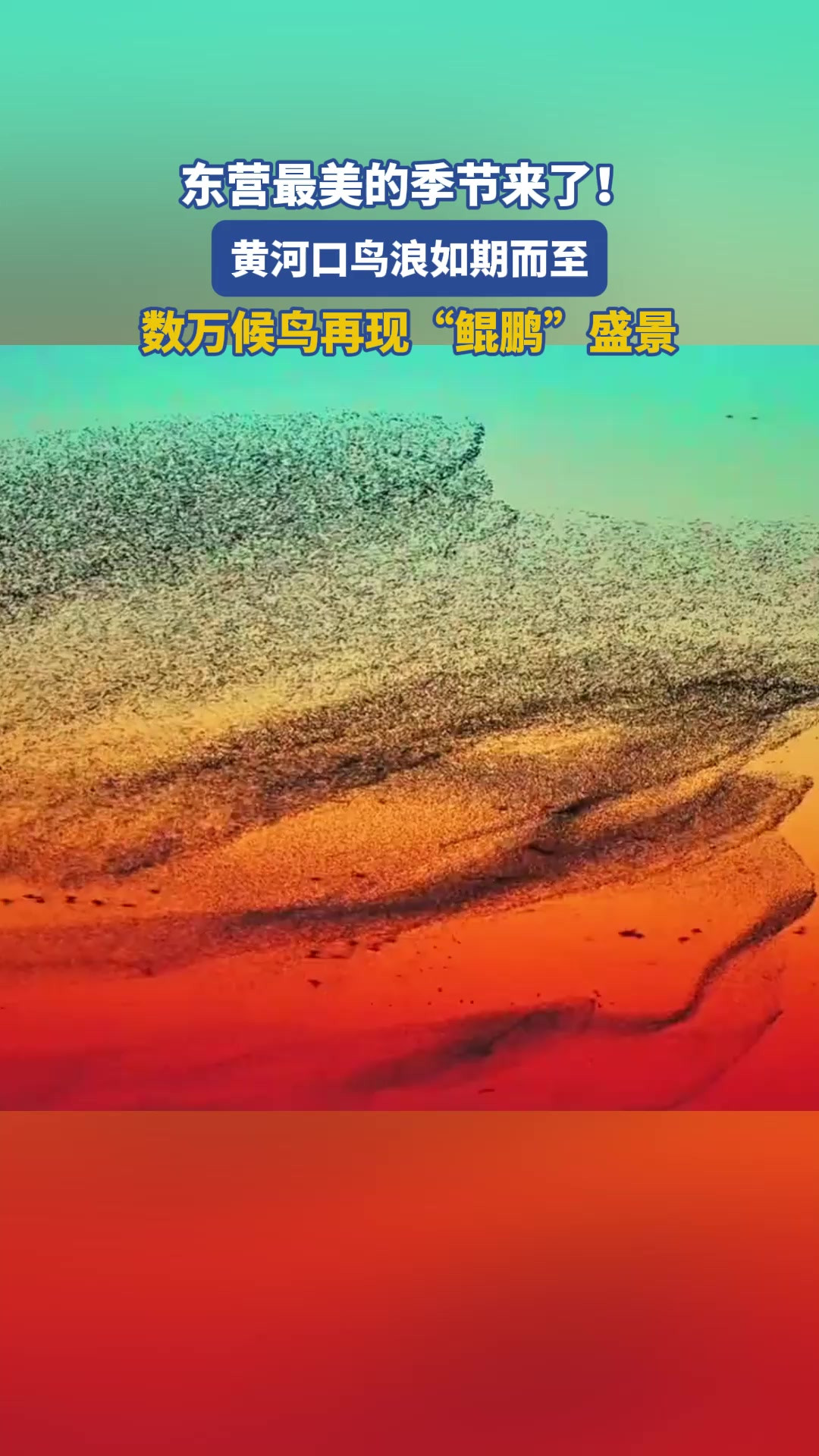 东营最美的季节来了！黄河口鸟浪如期而至，数万候鸟再现“鲲鹏”盛景