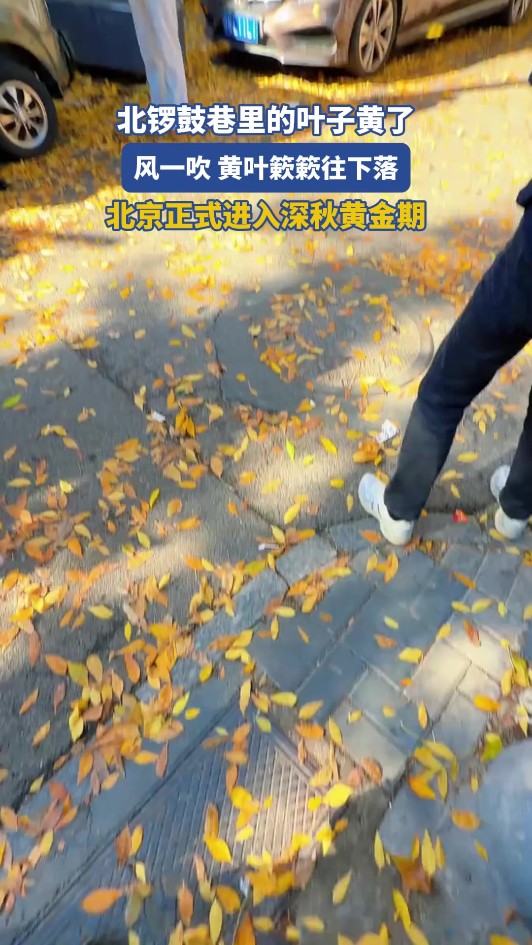 北锣鼓巷里的叶子黄了！风一吹，黄叶簌簌往下落，北京正式进入深秋黄金期