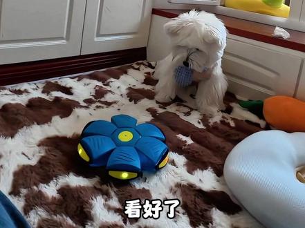 动物被吓一跳的真实反应，原来动物也会被吓到
