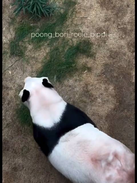 爱宝咩咩咩叫想要回家看小曙宝，爱宝太爱孩子了  ​​​