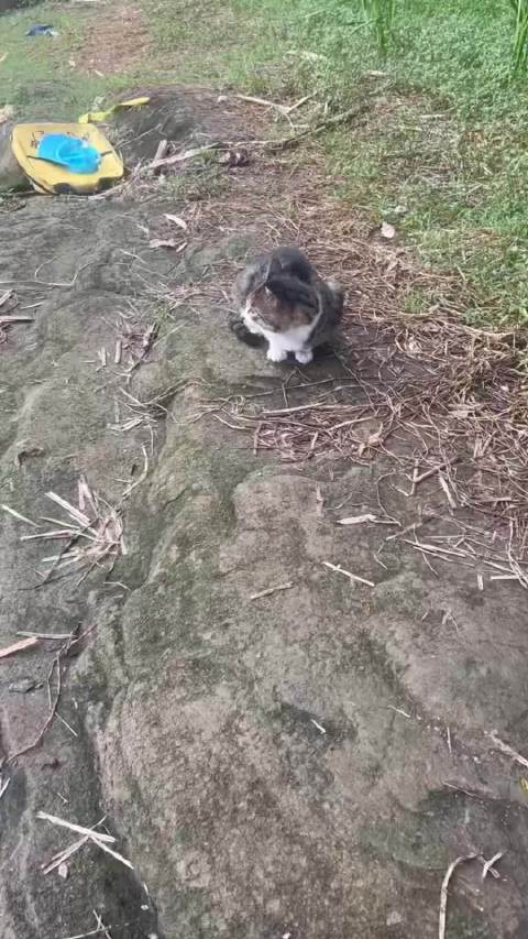 猫：这次的敌人已经强大到我看不见了  ​​​