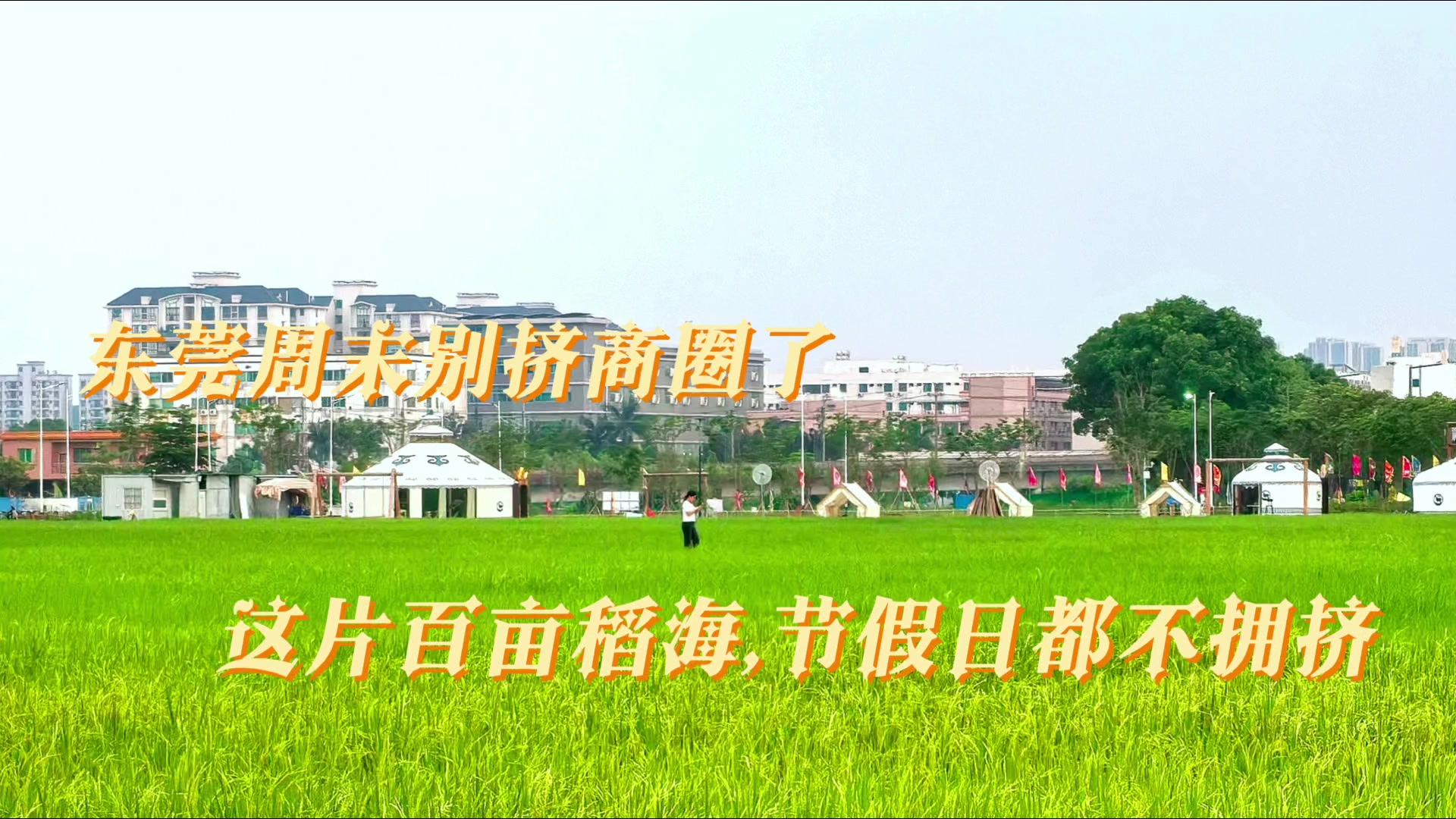 东莞小众休闲宝藏地｜百亩蒙古包稻海，吹晚风看落日晚霞，节假日都不拥挤！ #记录我的乡村生活