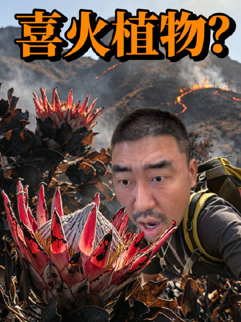 #南非桌山植物竟然喜欢火#南非桌山探秘｜什么？还有植物喜欢火？在世界六大植物区中，开普植物区是最迷你