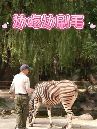 很会享受的一款小马🦓