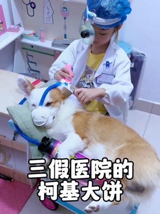 住院率最高的狗，抢救拍CT是日常，吃药打针更是家常便饭