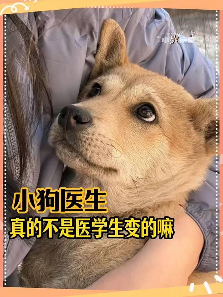 让你养到小狗医生了