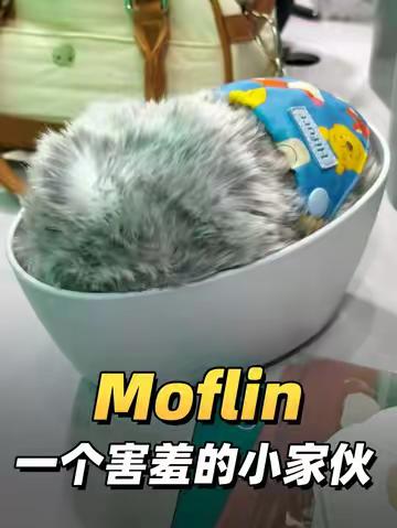 只会动作跟你互动，有点害羞的陪伴宠物机器人，你喜欢吗？