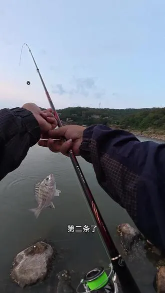 路边矶，内海寻咪咪鲷。