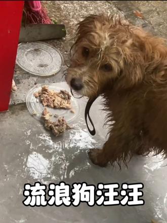 暴雨中来饭店乞食的流浪狗，从眼神迷茫一步步变得活泼爱笑