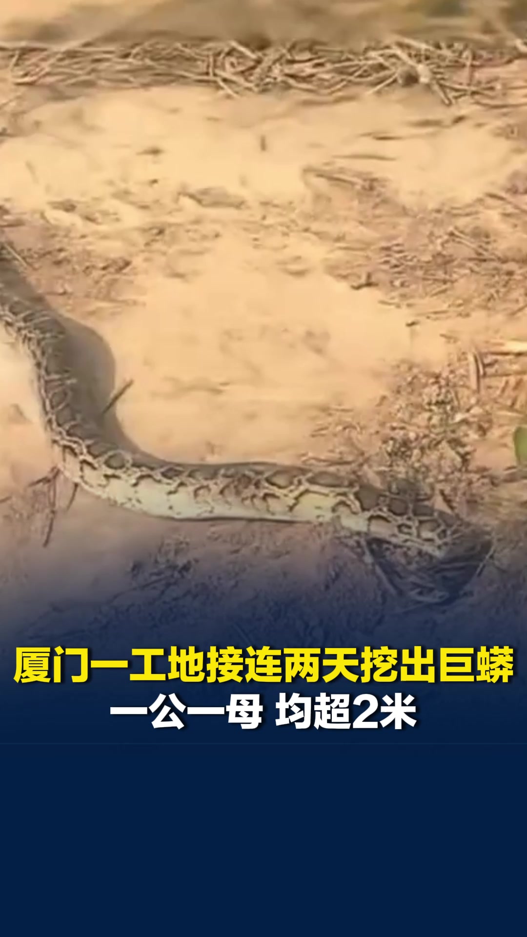 厦门一工地接连两天挖出巨蟒，一公一母，均超2米，蛇身有人的小腿那么粗