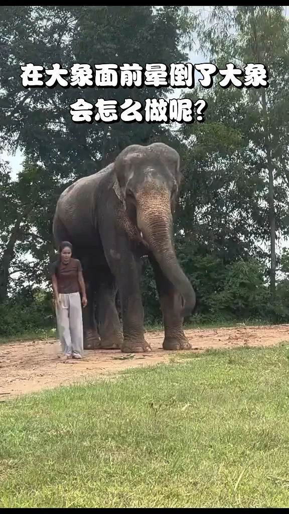 在大象面前晕倒了大象会怎么做呢？