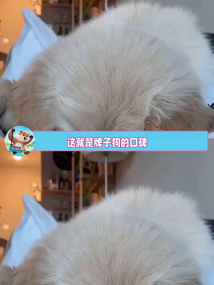 这就是牌子狗的口碑