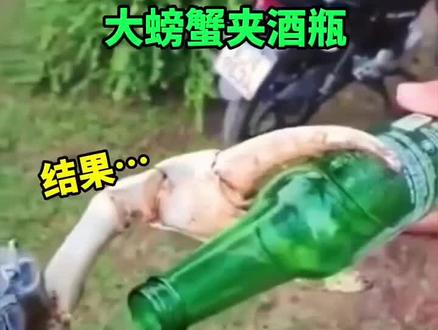 螃蟹夹酒瓶，自己先喝上了