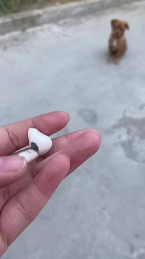 原来狗狗真的能听懂人在说什么，人类耳机丢了一只实在找不着了，就问狗狗能不能找一下，没想到狗狗还真的找