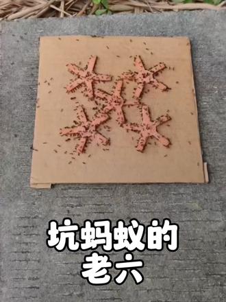 蚂蚁以为吃不到食物是自己不够努力，实则是被人设置了关卡