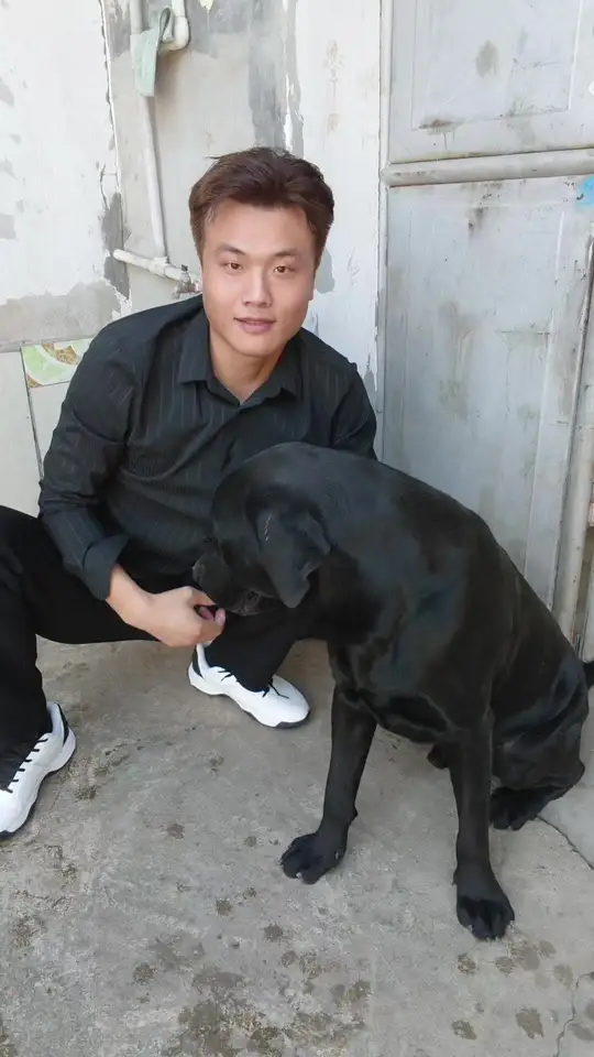 我有拉布拉多，泰森没有吧