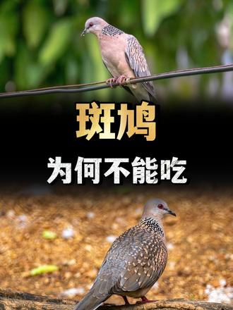 农村常见的斑鸠，为什么不能吃？斑鸠到底是益鸟还是害鸟？ （1）