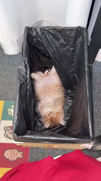 你就天天发你的小猫 不管有没有人看 你就天天发你的小猫～