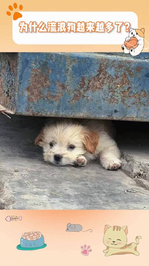 #有的狗流浪是有原因的#为什么流浪狗越来越多了