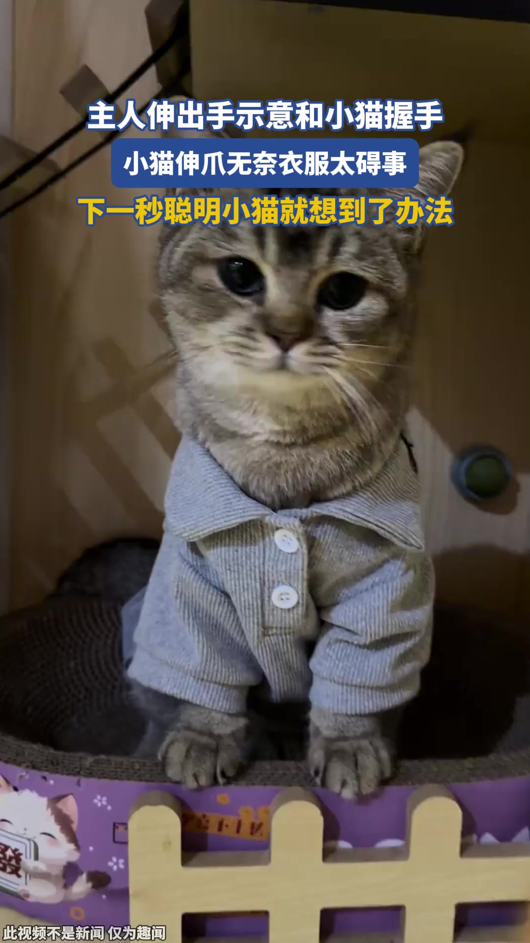 主人伸出手示意和小猫握手，小猫伸爪无奈衣服太碍事，下一秒聪明小猫就想到了办法