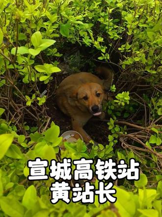 一群出租车司机凑钱救助了一只流浪狗，也因此温暖了一座城