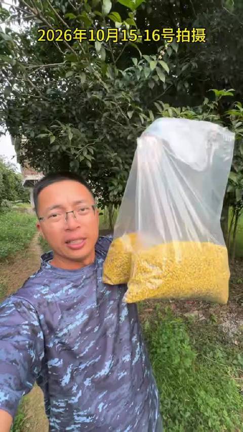 #桂林身边事# 金老师说，桂林山水甲天下，阳朔桂花硫磺熏！本来很喜欢桂花的香味，看完齐哥这条视频突然