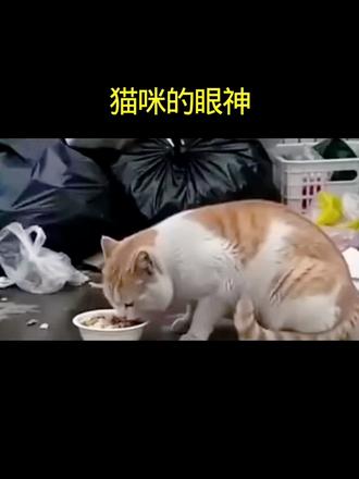猫咪的眼神