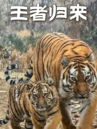 #媒体原创 虎妈带五崽出圈：王者归来背后，是一场五年生态逆袭#美丽中国行 #探访东北虎豹国家公园 #