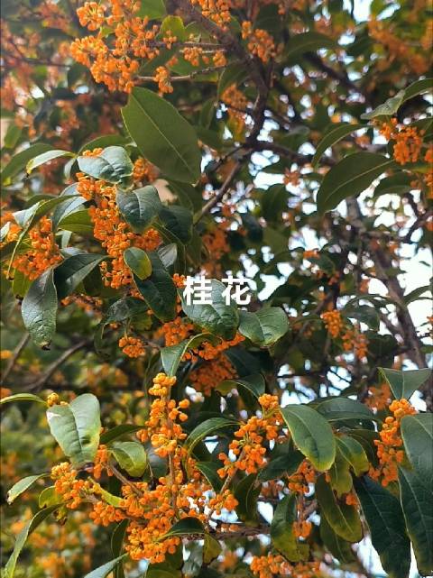 秋天太浪漫了，桂花香果真是一种非牛顿流体，今早又得到灵验 推开窗户，香味铺满了鼻翼！小区里的桂花太香