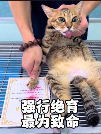 狸花猫只是出门遛个弯，就被宠物医生嘎了蛋