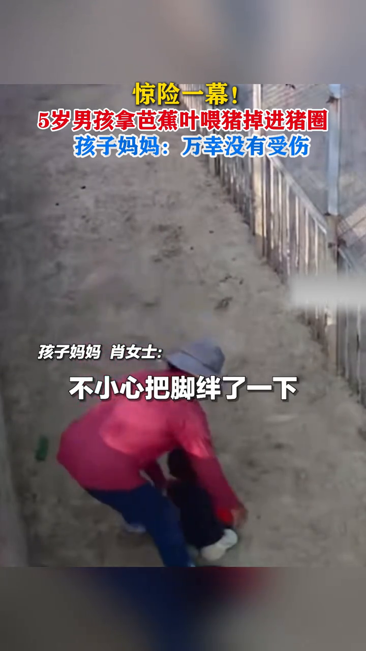 5岁男孩拿芭蕉叶喂猪掉进猪圈 孩子妈妈：万幸没有受伤