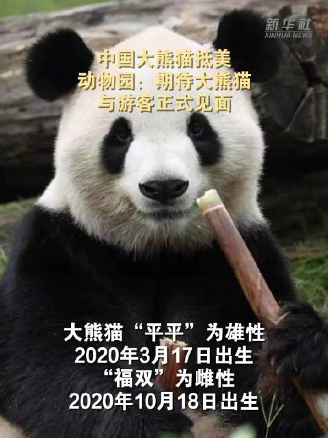 #平平福双开启10年旅美生活# ​​​​【#期待平平福双与游客正式见面#】美国东部时间27日晨，中国