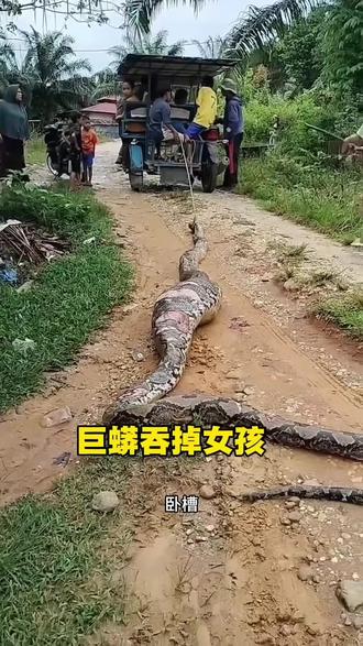 抓捕大蟒蛇