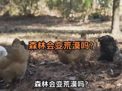 “林下养鸡”为何没人干了鸡的破坏能力有多强森林会变荒漠吗