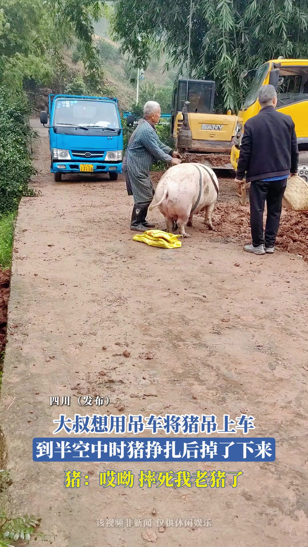 大叔想用吊车将猪吊上车，到半空中时猪挣扎后掉了下来，猪：哎呦，摔死我老猪了