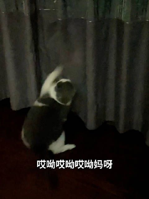大房子里每天睡前的鸡飞狗跳  ​​​