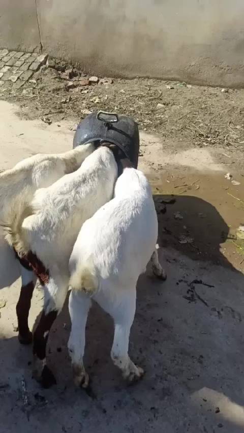 羊相还得羊出  ​​​