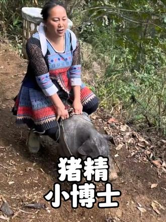 一头成了精的猪，烧火做饭、耕田犁地、喂猪喂鸭无所不能