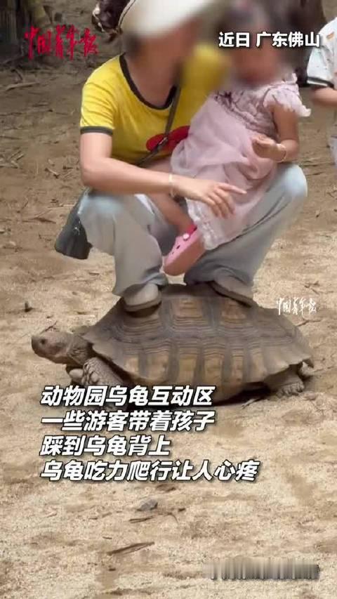 【#女子抱娃踩乌龟背上任其吃力爬行#】#动物园称被游客踩踏乌龟体检良好# 近日，广东佛山