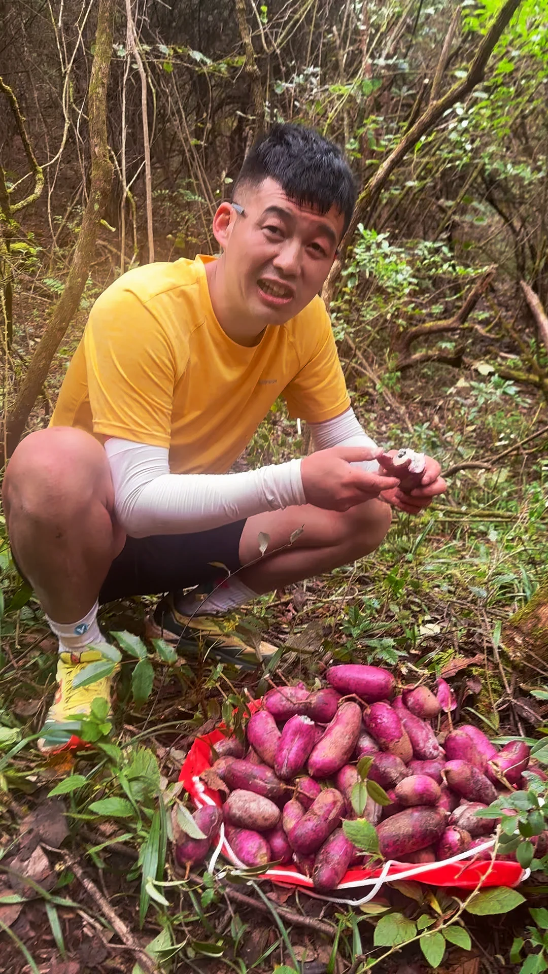 原始森林里的突突果