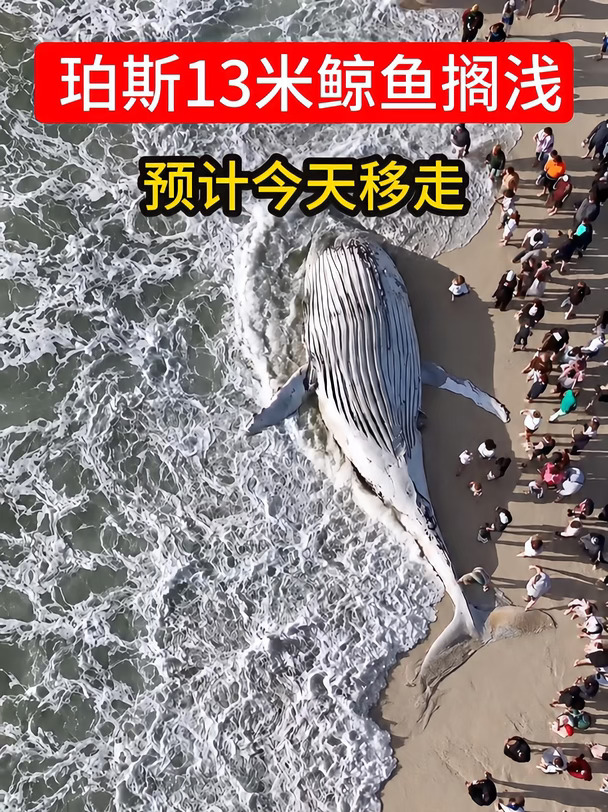 珀斯13米鲸鱼搁浅，预计今天移走