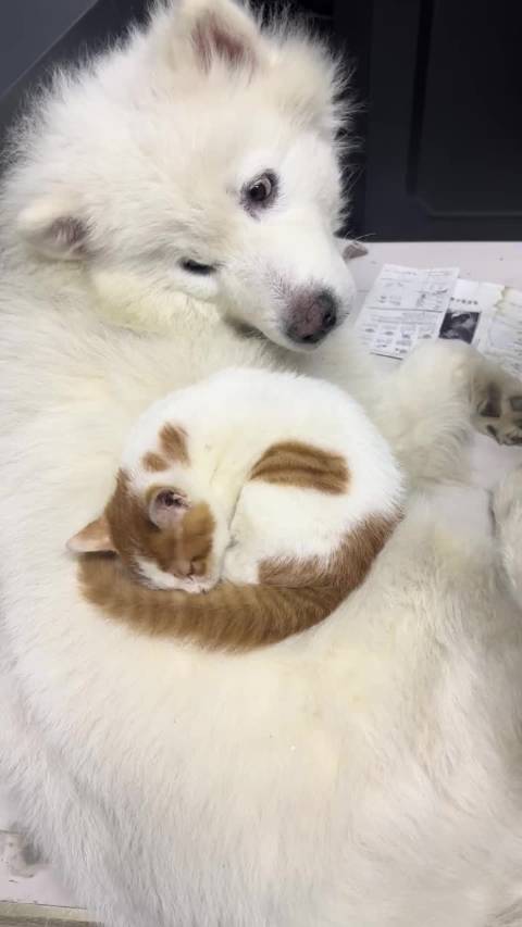 小猫睡在萨摩耶身上，就像是睡在了一张恒温的电热毯上[哈哈]  ​​​