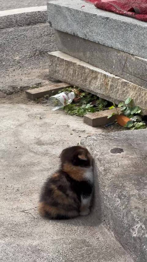 小猫面壁思过中，好像一只胖嘟嘟的熊蜂  ​​​