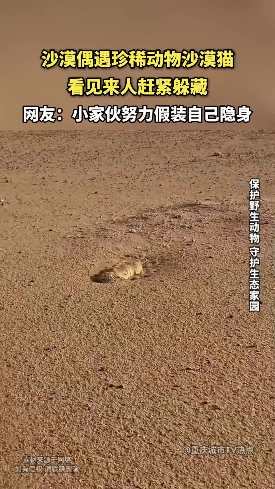 沙漠偶遇珍稀动物沙漠猫，看见来人赶紧躲藏