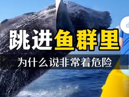 为什么说跳进这样的鱼情非常的危险