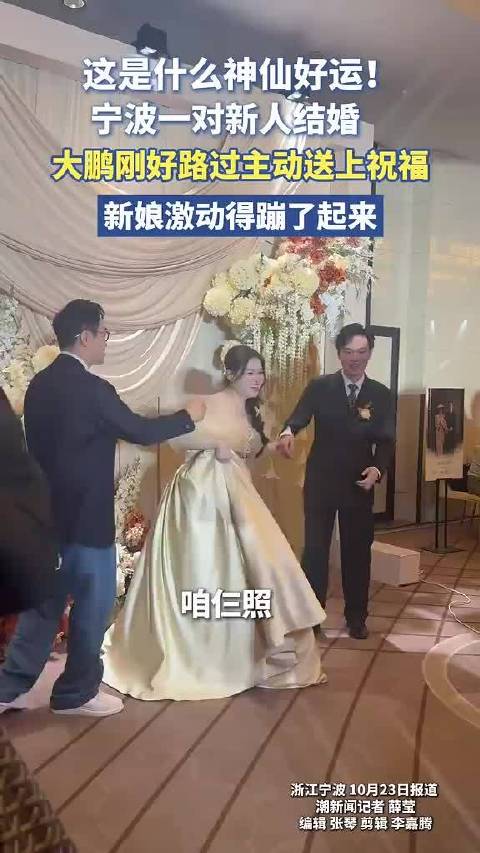 #宁波新人婚礼现场惊喜拉满大鹏路过送祝福# 这是什么神仙好运！宁波一对新人结婚，大鹏刚好路过主动送上