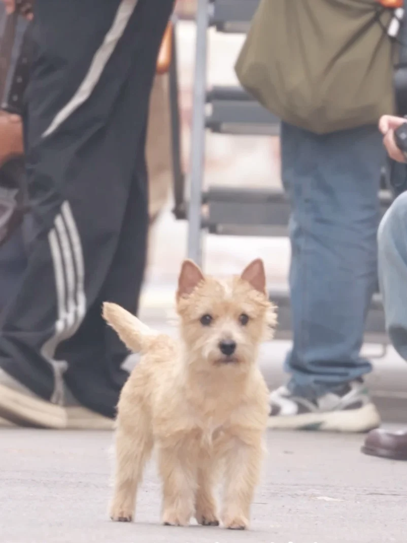 黄景瑜你闺女儿夏天到处找你要好吃的🐕