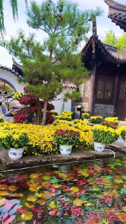 #开封水下菊花全网刷屏#它们不在枝头争秋，只在湖心做梦，一眼沦陷的中式浪漫[手指比心]