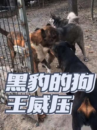 一个镜头告诉你们狗王黑豹的威压感有多强，太抢镜啦这一刻哈哈